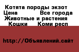 Котята породы экзот › Цена ­ 7 000 - Все города Животные и растения » Кошки   . Коми респ.